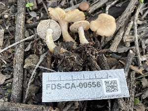  ( - FDS-CA-00556)  @11 [ ] by-nc (2024) Damon Tighe Fungal Diversity Survey