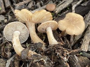  ( - FDS-CA-00556)  @11 [ ] by-nc (2024) Damon Tighe Fungal Diversity Survey