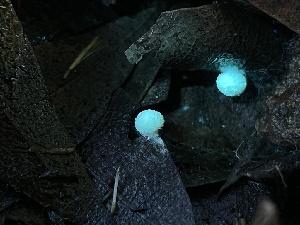  ( - FDS-CA-00560)  @11 [ ] by-nc (2024) Damon Tighe Fungal Diversity Survey