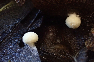  ( - FDS-CA-00560)  @11 [ ] by-nc (2024) Damon Tighe Fungal Diversity Survey
