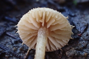  ( - FDS-CA-00567)  @11 [ ] by-nc (2024) Damon Tighe Fungal Diversity Survey