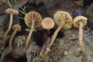  ( - FDS-CA-00567)  @11 [ ] by-nc (2024) Damon Tighe Fungal Diversity Survey