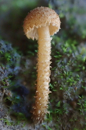  (Flammulaster sp. CA02 - FDS-CA-00567)  @11 [ ] by-nc (2024) Damon Tighe Fungal Diversity Survey