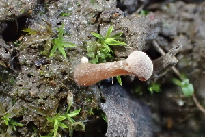  ( - FDS-CA-00569)  @11 [ ] by-nc (2024) Damon Tighe Fungal Diversity Survey