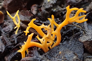  (Ramariopsis sp. CA06 - FDS-CA-00570)  @11 [ ] by-nc (2024) Damon Tighe Fungal Diversity Survey