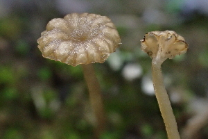  ( - FDS-CA-00575)  @11 [ ] by-nc (2024) Damon Tighe Fungal Diversity Survey