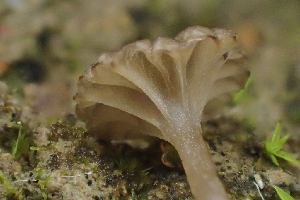  ( - FDS-CA-00575)  @11 [ ] by-nc (2024) Damon Tighe Fungal Diversity Survey