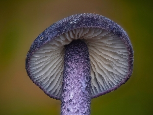  ( - FDS-CA-01306)  @11 [ ] by-nc (2024) Stu Pickell Fungal Diversity Survey