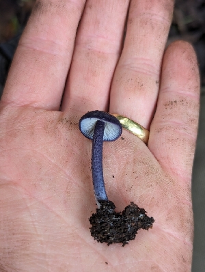  ( - FDS-CA-01306)  @11 [ ] by-nc (2024) Stu Pickell Fungal Diversity Survey
