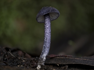  ( - FDS-CA-01306)  @11 [ ] by-nc (2024) Stu Pickell Fungal Diversity Survey