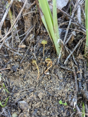  (Bolbitius sp. PNW01 - FDS-CA-01315)  @11 [ ] by-nc (2024) Stu Pickell Fungal Diversity Survey