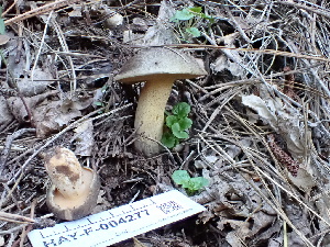  (Suillus fuscotomentosus - HAY-F-004277)  @11 [ ] by-nc (2023) Jaren Hockert Fungal Diversity Survey