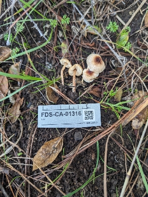  (Lepiota sp. castaneidisca-PNW14 - FDS-CA-01316)  @11 [ ] by-nc (2024) Stu Pickell Fungal Diversity Survey