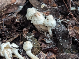  ( - FDS-CA-01320)  @11 [ ] by-nc (2024) Stu Pickell Fungal Diversity Survey