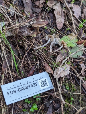  ( - FDS-CA-01322)  @11 [ ] by-nc (2024) Stu Pickell Fungal Diversity Survey