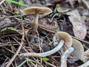  ( - FDS-CA-01322)  @11 [ ] by-nc (2024) Stu Pickell Fungal Diversity Survey