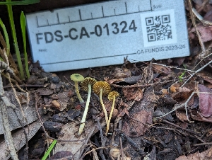  ( - FDS-CA-01324)  @11 [ ] by-nc (2024) Stu Pickell Fungal Diversity Survey