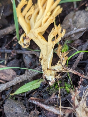  (Phaeoclavulina sp. CA02 - FDS-CA-01326)  @11 [ ] by-nc (2024) Stu Pickell Fungal Diversity Survey