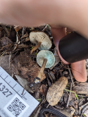 ( - FDS-CA-01327)  @11 [ ] by-nc (2024) Stu Pickell Fungal Diversity Survey