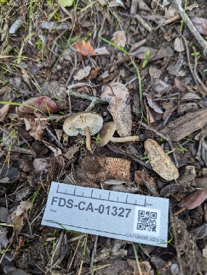  ( - FDS-CA-01327)  @11 [ ] by-nc (2024) Stu Pickell Fungal Diversity Survey