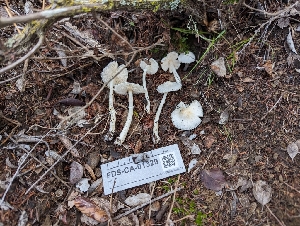  ( - FDS-CA-01329)  @11 [ ] by-nc (2024) Stu Pickell Fungal Diversity Survey