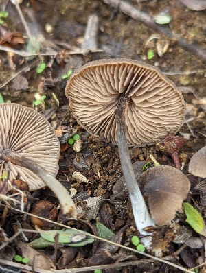  ( - FDS-CA-01332)  @11 [ ] by-nc (2024) Stu Pickell Fungal Diversity Survey
