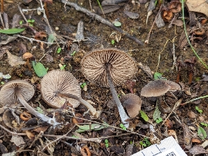  ( - FDS-CA-01332)  @11 [ ] by-nc (2024) Stu Pickell Fungal Diversity Survey