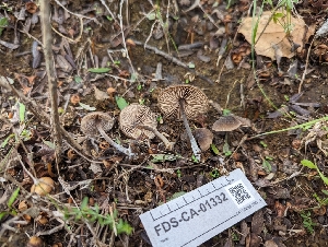  ( - FDS-CA-01332)  @11 [ ] by-nc (2024) Stu Pickell Fungal Diversity Survey