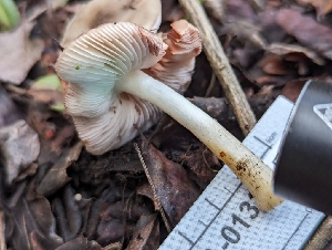  ( - FDS-CA-01335)  @11 [ ] by-nc (2024) Stu Pickell Fungal Diversity Survey