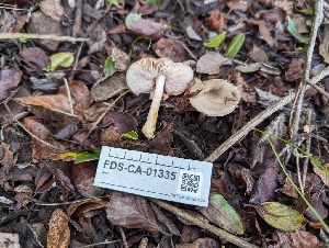  ( - FDS-CA-01335)  @11 [ ] by-nc (2024) Stu Pickell Fungal Diversity Survey