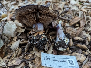  ( - FDS-CA-01340)  @11 [ ] by-nc (2024) Stu Pickell Fungal Diversity Survey