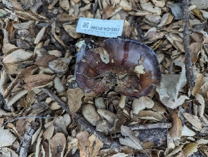  ( - FDS-CA-01340)  @11 [ ] by-nc (2024) Stu Pickell Fungal Diversity Survey
