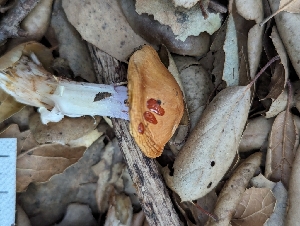  ( - FDS-CA-01341)  @11 [ ] by-nc (2024) Stu Pickell Fungal Diversity Survey