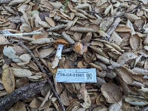  ( - FDS-CA-01341)  @11 [ ] by-nc (2024) Stu Pickell Fungal Diversity Survey