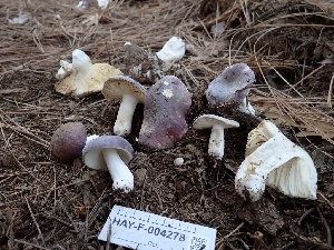  ( - HAY-F-004278)  @11 [ ] by-nc (2023) Jaren Hockert Fungal Diversity Survey