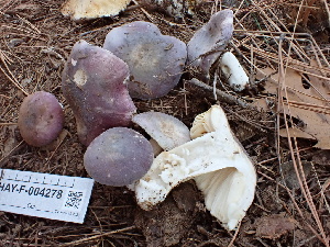  ( - HAY-F-004278)  @11 [ ] by-nc (2023) Jaren Hockert Fungal Diversity Survey