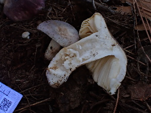  ( - HAY-F-004278)  @11 [ ] by-nc (2023) Jaren Hockert Fungal Diversity Survey