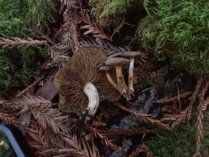  ( - HAY-F-007978)  @11 [ ] by-nc (2023) Sadie Hickey Fungal Diversity Survey