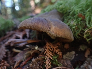  ( - HAY-F-007978)  @11 [ ] by-nc (2023) Sadie Hickey Fungal Diversity Survey