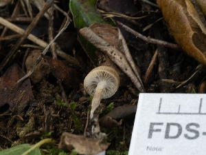  ( - FDS-CA-01318)  @11 [ ] by-nc (2024) Stu Pickell Fungal Diversity Survey