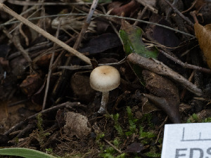  ( - FDS-CA-01318)  @11 [ ] by-nc (2024) Stu Pickell Fungal Diversity Survey