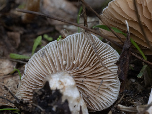  ( - FDS-CA-01334)  @11 [ ] by-nc (2024) Stu Pickell Fungal Diversity Survey