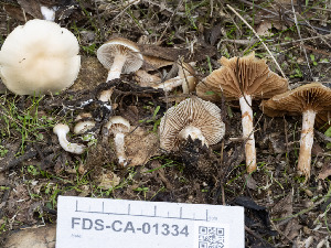  ( - FDS-CA-01334)  @11 [ ] by-nc (2024) Stu Pickell Fungal Diversity Survey