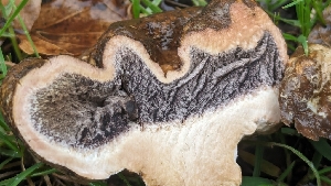  ( - FDS-CA-01703)  @11 [ ] c (2024) Michelle C. Torres-Grant Fungal Diversity Survey