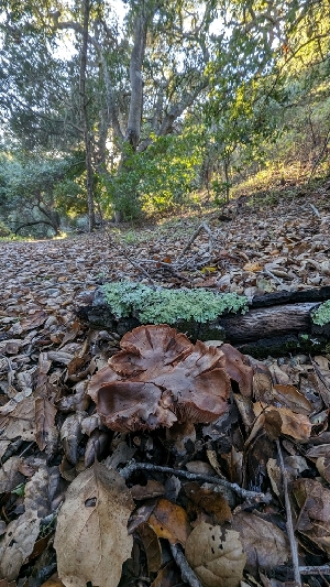  ( - FDS-CA-01702)  @11 [ ] c (2024) Michelle C. Torres-Grant Fungal Diversity Survey