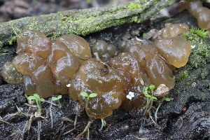  ( - FDS-CA-00705)  @11 [ ] by-nc (2024) Taye Bright Fungal Diversity Survey