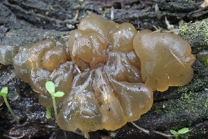  ( - FDS-CA-00705)  @11 [ ] by-nc (2024) Taye Bright Fungal Diversity Survey