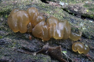  ( - FDS-CA-00705)  @11 [ ] by-nc (2024) Taye Bright Fungal Diversity Survey