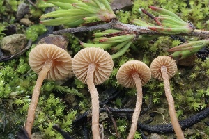  (Flammulaster sp. PNW08 - FDS-CA-00706)  @11 [ ] by-nc (2024) Taye Bright Fungal Diversity Survey