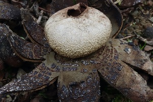  ( - FDS-CA-00710)  @11 [ ] by-nc (2024) Taye Bright Fungal Diversity Survey